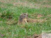 Marmotte en Savoie
